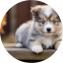 Mini Pomskydoodle Puppy For Sale - Puppy Love PR